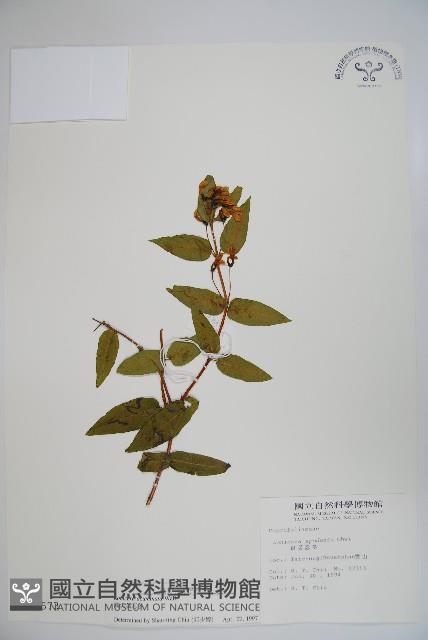 阿里山忍冬、漸尖葉忍冬藏品圖，第1張