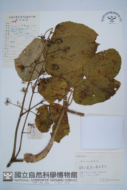 登錄號:S055573藏品圖，第1張