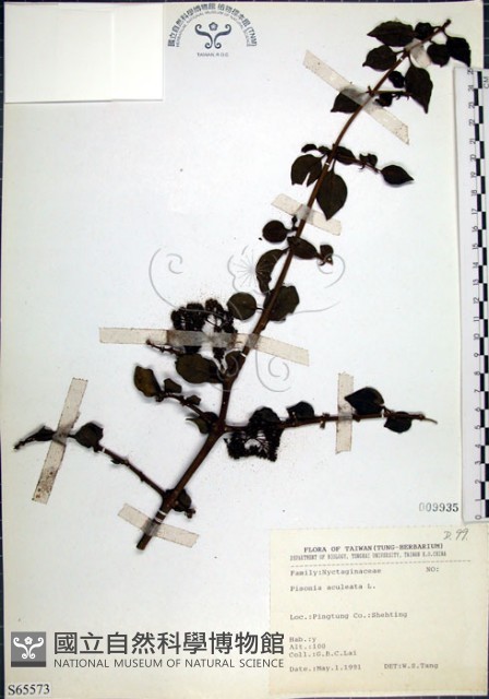 腺果藤、刺藤藏品圖，第1張