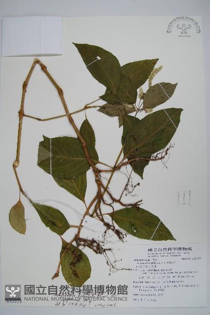 日本牛膝藏品圖，第1張