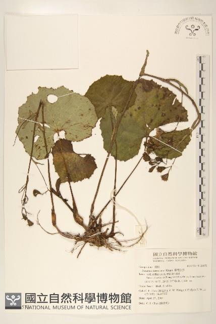 臺灣款冬藏品圖，第1張