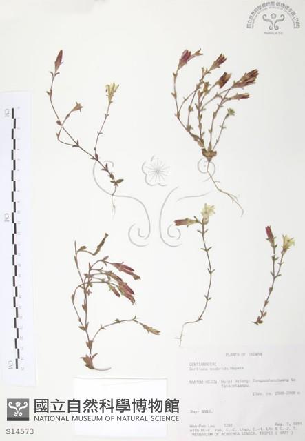 玉山龍膽藏品圖，第1張