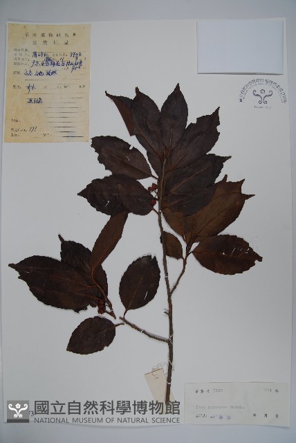 冬青藏品圖，第1張