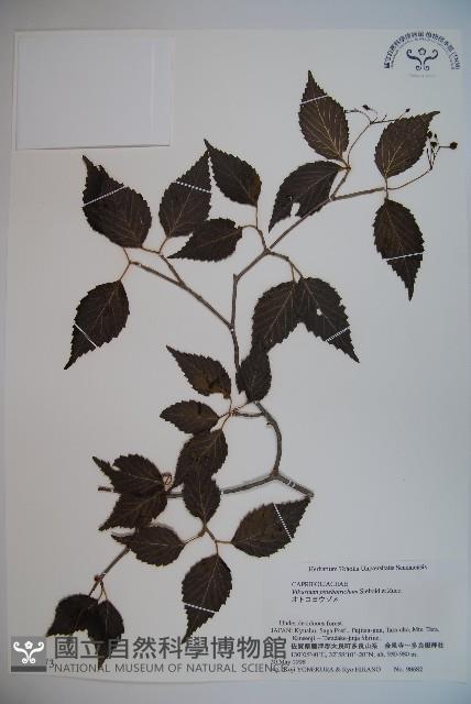 基隆莢迷藏品圖，第1張