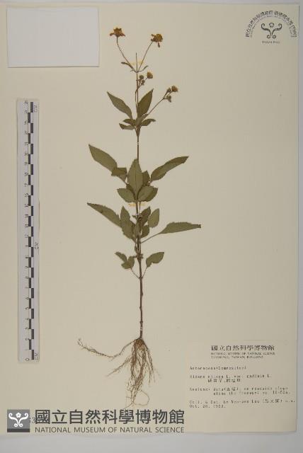 大花咸豐草藏品圖，第1張