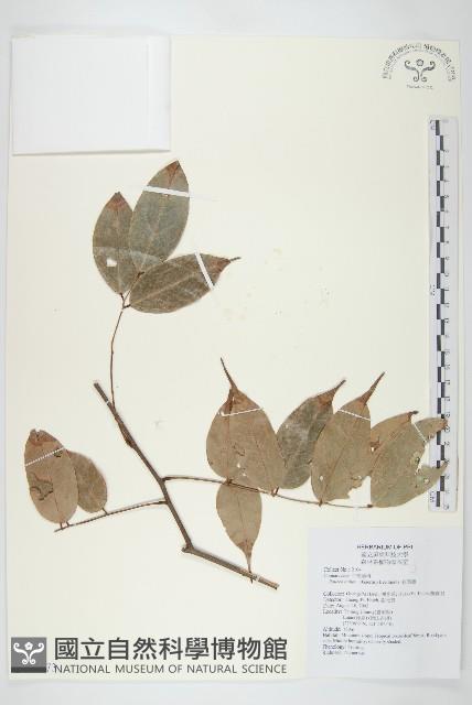 紅葉藤藏品圖，第1張