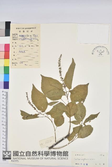 巴豆藏品圖，第1張