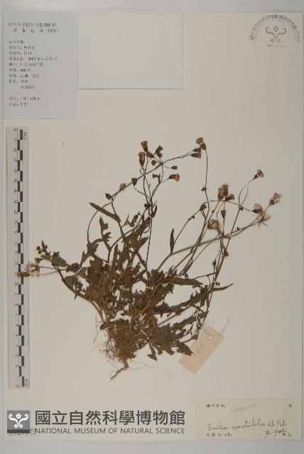 紫背草藏品圖，第1張