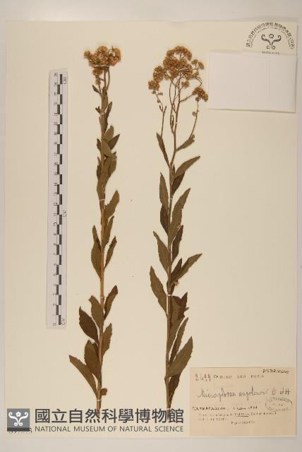 登錄號:S097573藏品圖，第1張