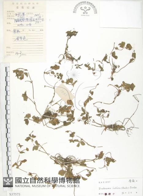 蛇莓、地莓、龍吐珠藏品圖，第1張