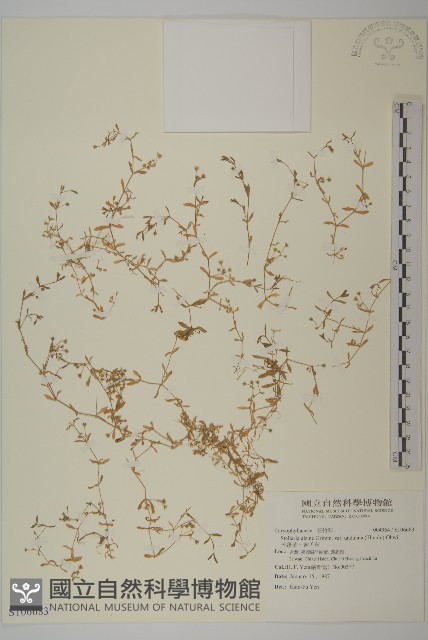 天蓬草、雀舌草藏品圖，第1張