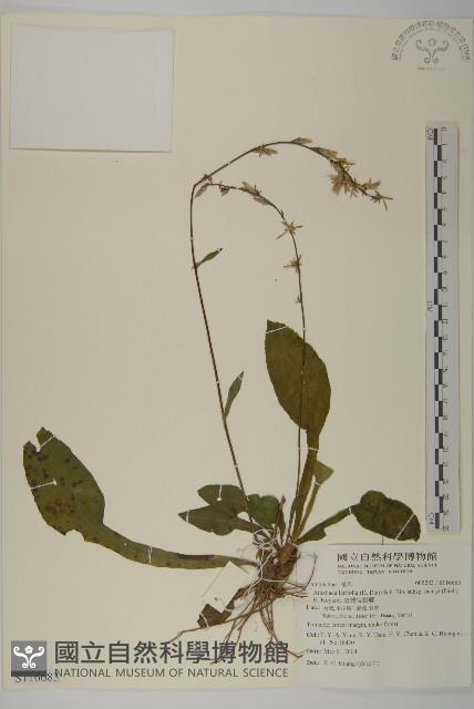 臺灣鬼督郵藏品圖，第1張