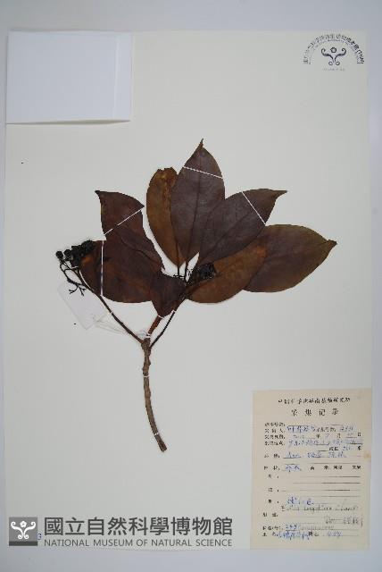 長花厚殼樹藏品圖，第1張