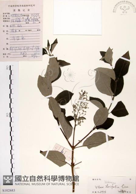 Accession Number:S102683 Collection Image