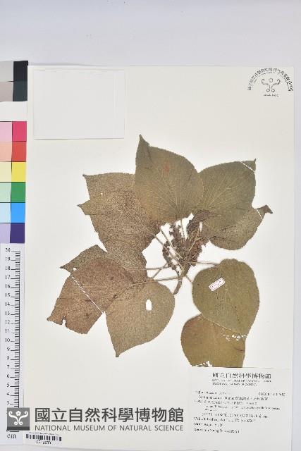 蘭嶼鐵莧、綠島鐵莧藏品圖，第1張