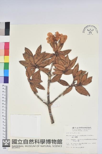 玉山杜鵑藏品圖，第1張