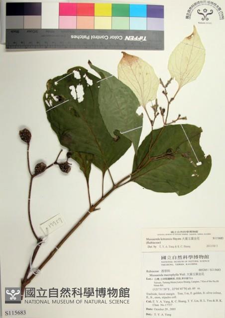 大葉玉葉金花藏品圖，第1張