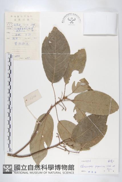 薯豆藏品圖，第1張