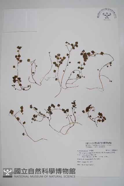 山桔梗藏品圖，第1張