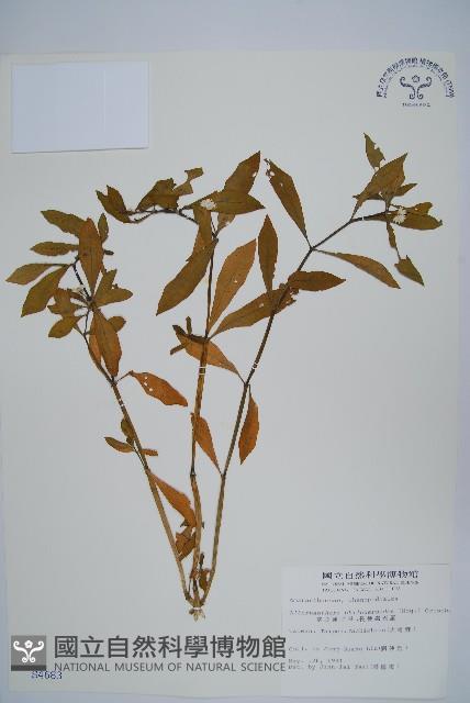 空心蓮子草藏品圖，第1張