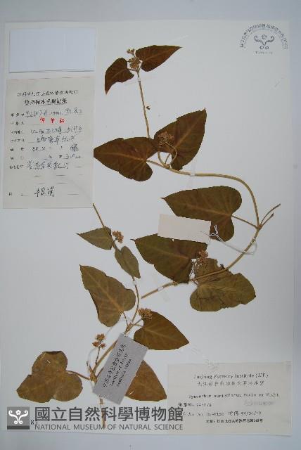 牛皮消藏品圖，第1張