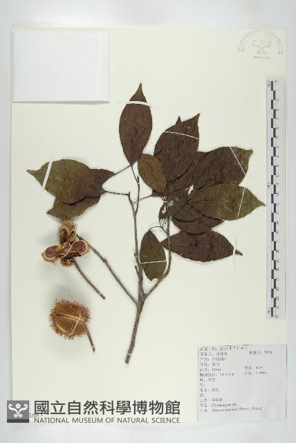 猴歡喜藏品圖，第1張