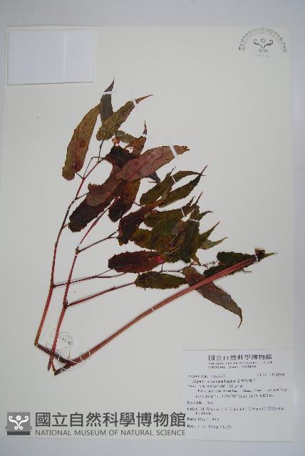 臺灣秋海棠藏品圖，第1張