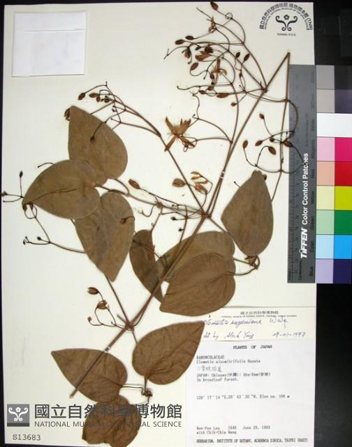 麥氏鐵線蓮藏品圖，第1張