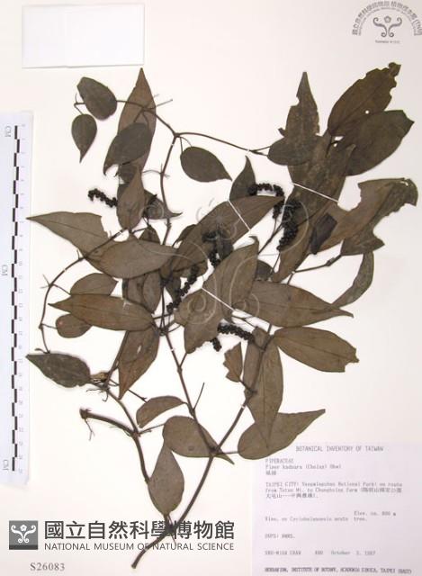 風藤藏品圖，第1張