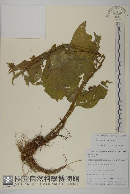 暗花金挖耳藏品圖，第1張