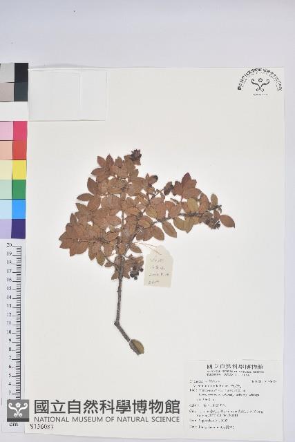 老鴉炮藏品圖，第1張