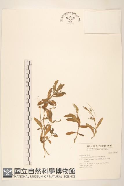 蟛蜞菊藏品圖，第1張