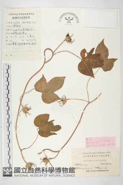 牽牛花藏品圖，第1張