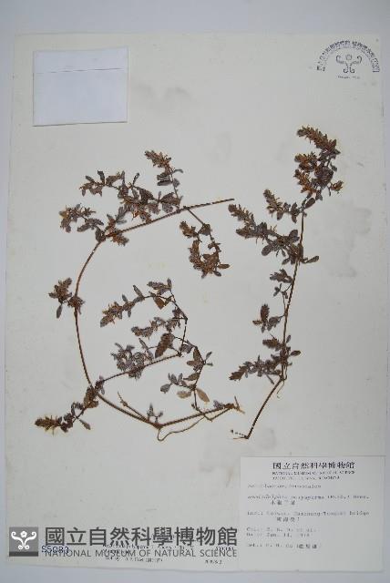 小獅子草藏品圖，第1張