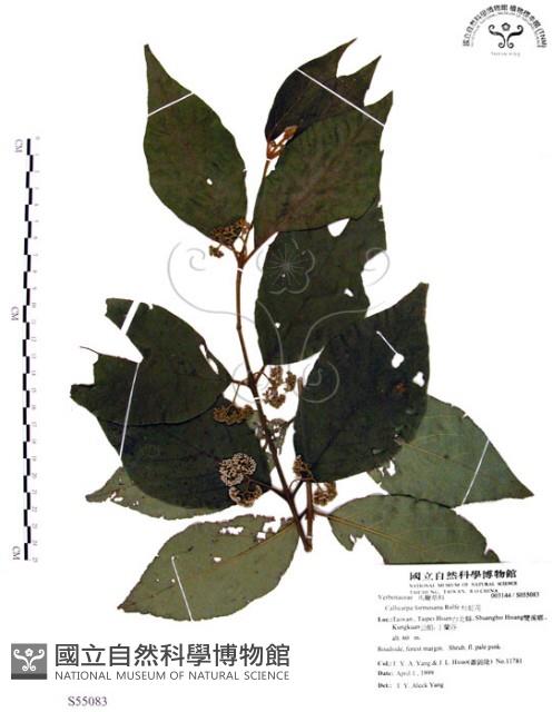 杜虹花，台灣紫珠藏品圖，第1張