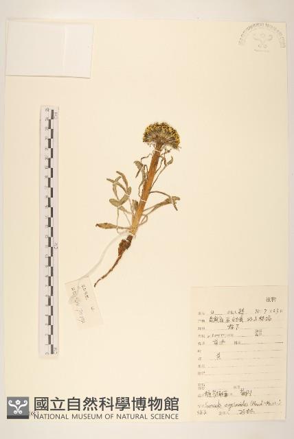 糖芥絹毛菊藏品圖，第1張