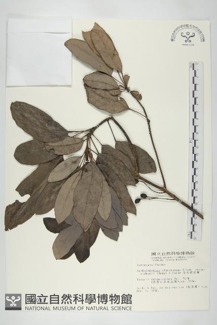 耿氏虎皮楠藏品圖，第1張