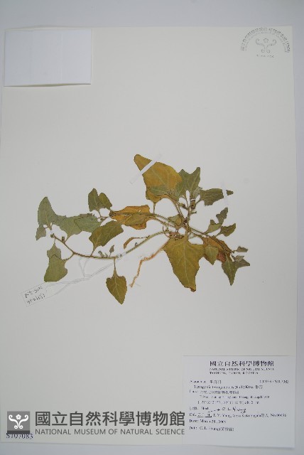 番杏藏品圖，第1張