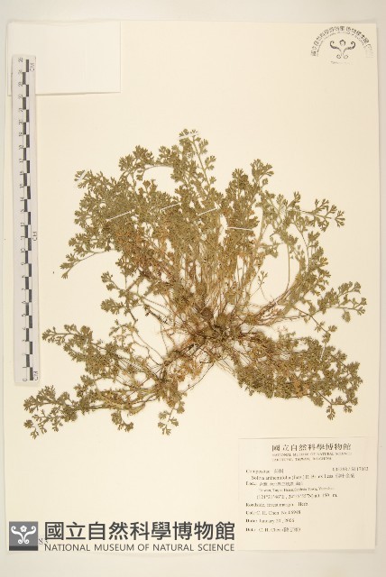 假吐金菊藏品圖，第1張