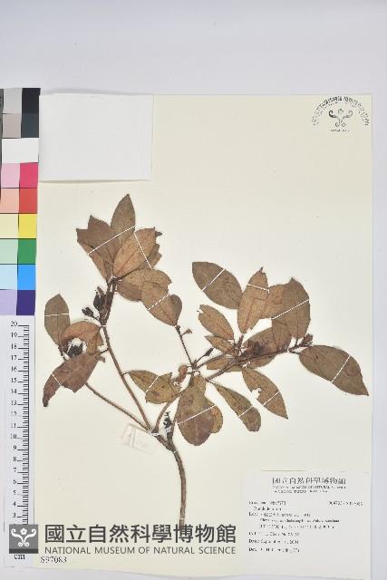 登錄號:S097083藏品圖，第1張