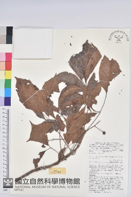 茄苳、重陽木藏品圖，第1張