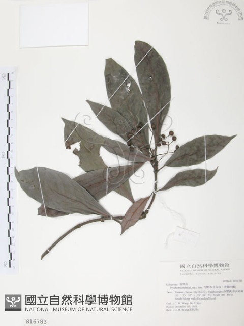 九節木、牛屎烏、青龍吐霧藏品圖，第1張