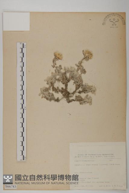 尼泊爾籟簫藏品圖，第1張