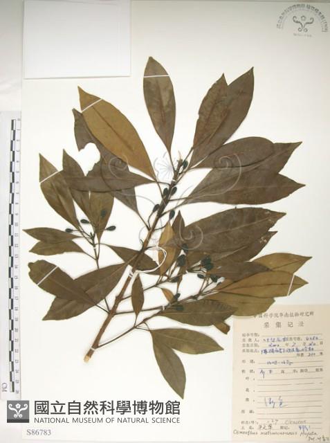 大葉木犀藏品圖，第1張