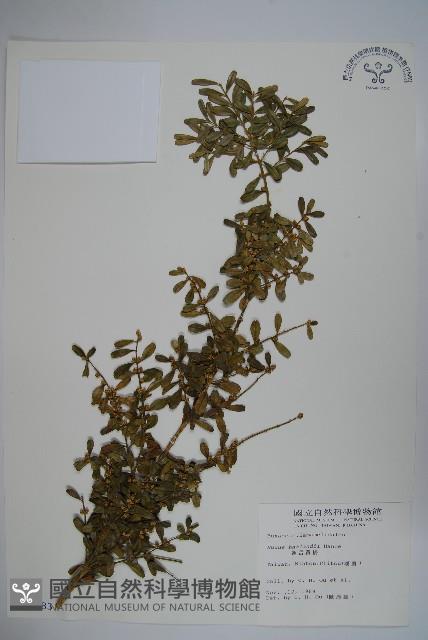 華南黃楊，雀舌黃楊，匙葉黃楊藏品圖，第1張