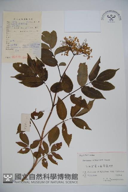 接骨木，木蒴藋藏品圖，第1張