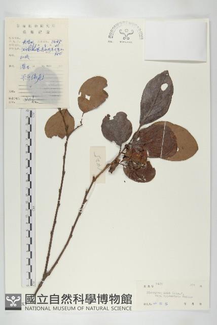 油柿藏品圖，第1張