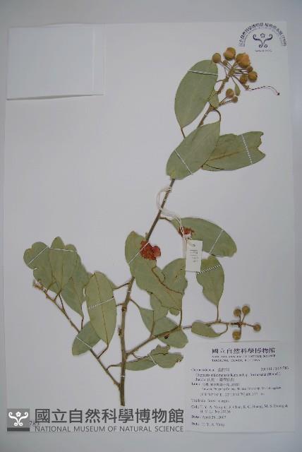 山柑、臺灣山柑藏品圖，第1張