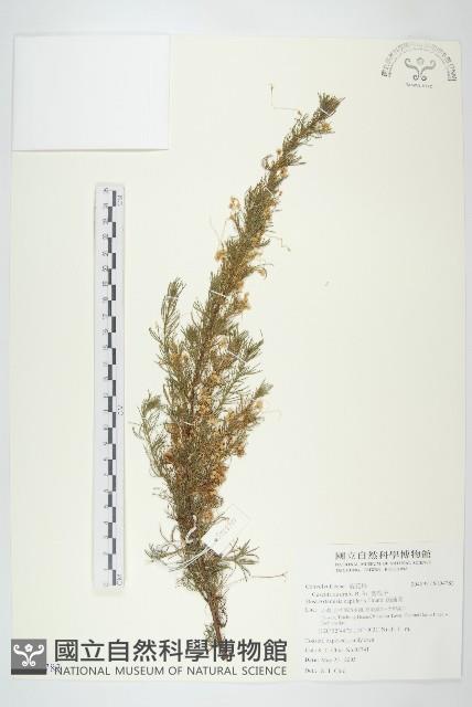 菟絲子藏品圖，第1張