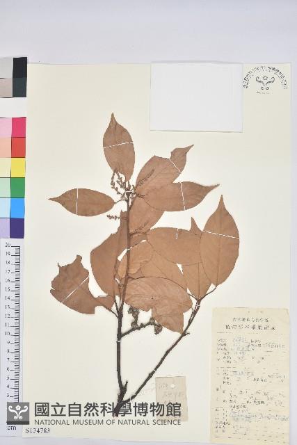 阿里山三斗石櫟、硬斗柯藏品圖，第1張